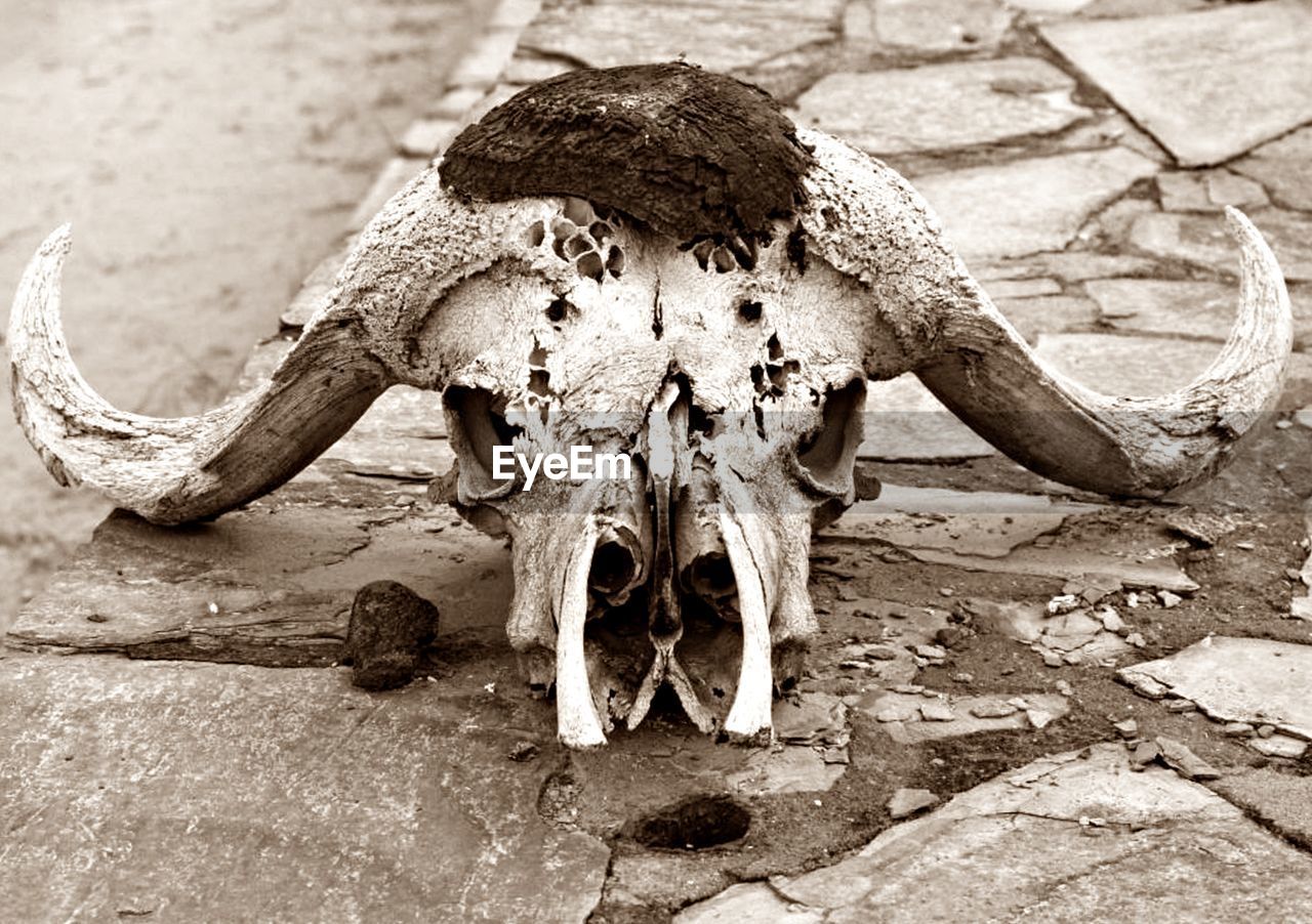 VIEW OF ANIMAL SKULL