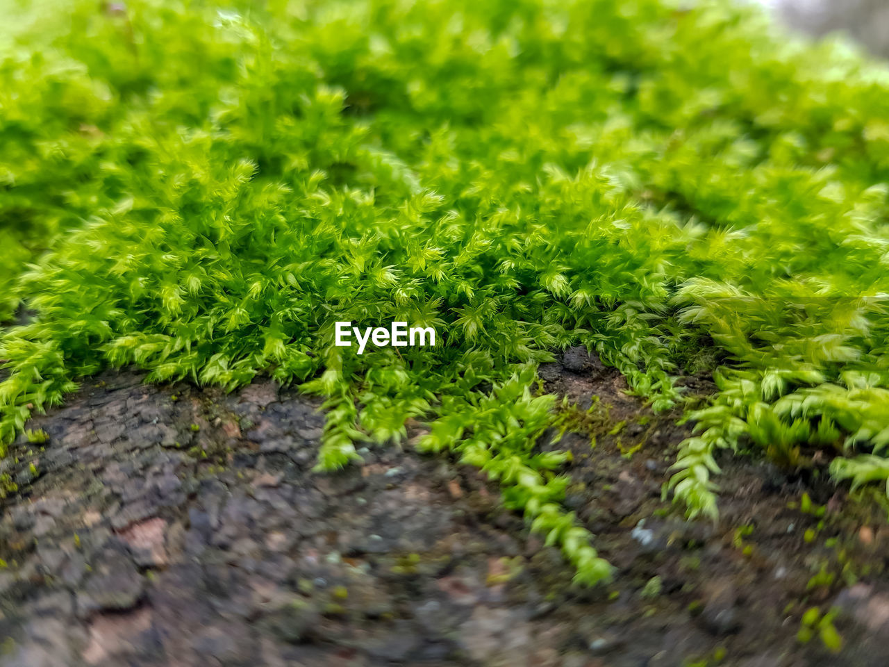 CLOSE-UP OF GREEN PLANT