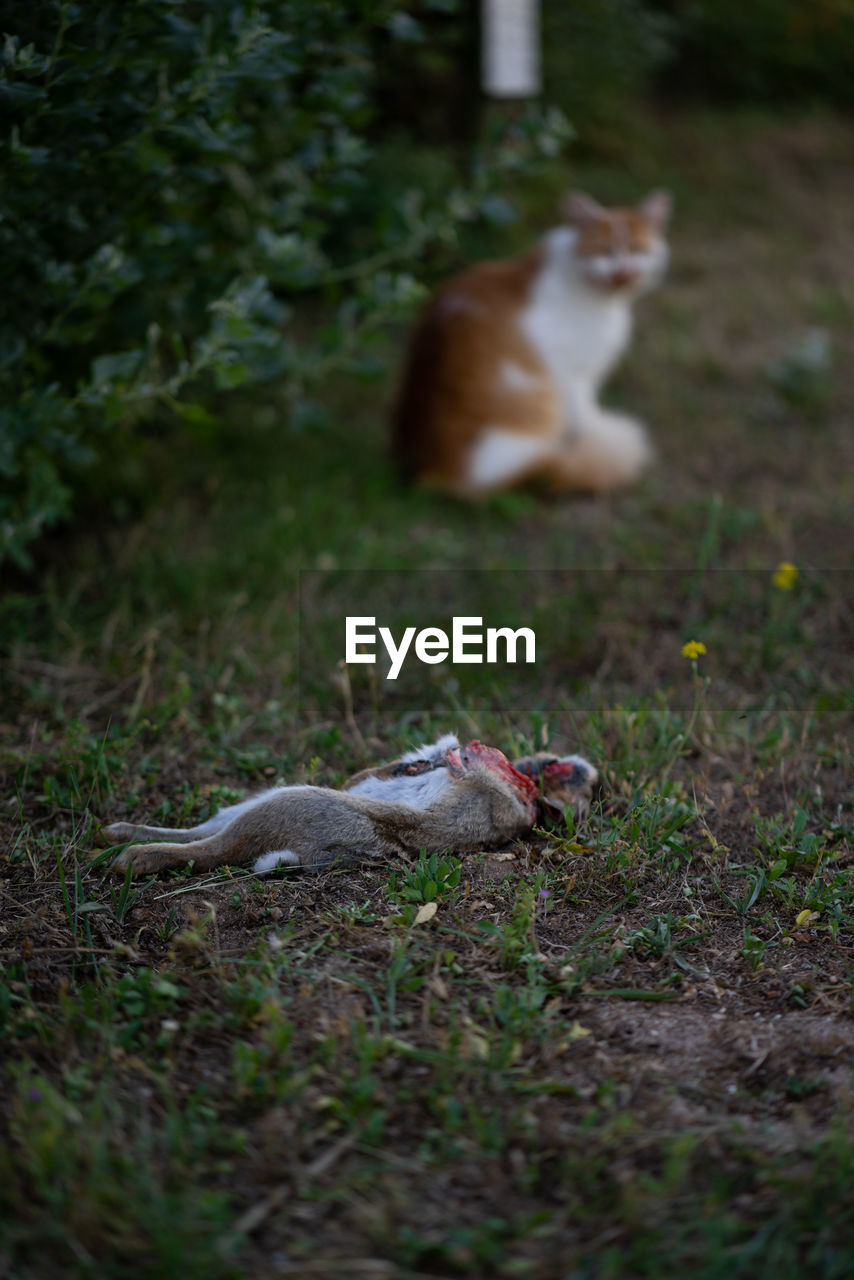 CAT LYING ON A FIELD