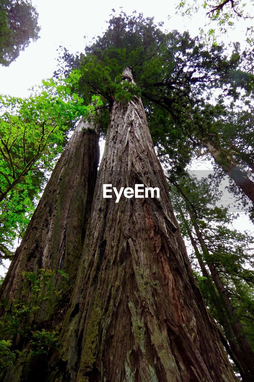 LOW ANGLE VIEW OF TREE TRUNK AGAINST SKY