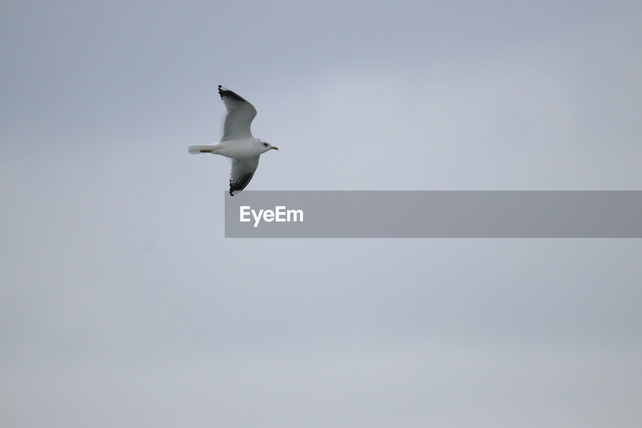 LOW ANGLE VIEW OF SEAGULL FLYING IN CLEAR SKY