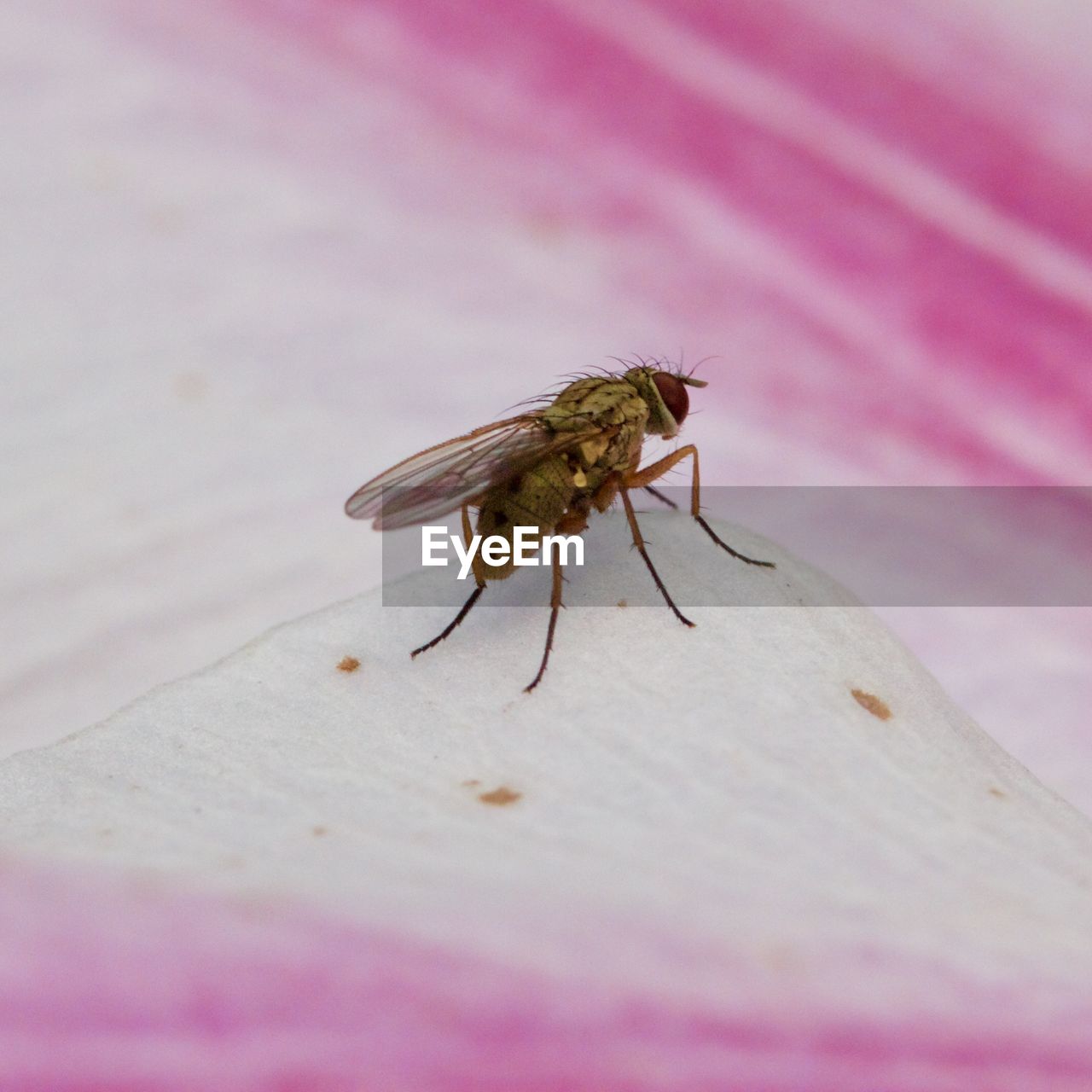 CLOSE-UP OF HOUSEFLY ON PINK LEAF