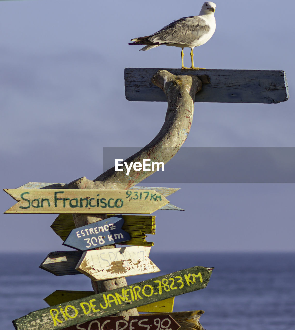 BIRD PERCHING ON WOODEN POST