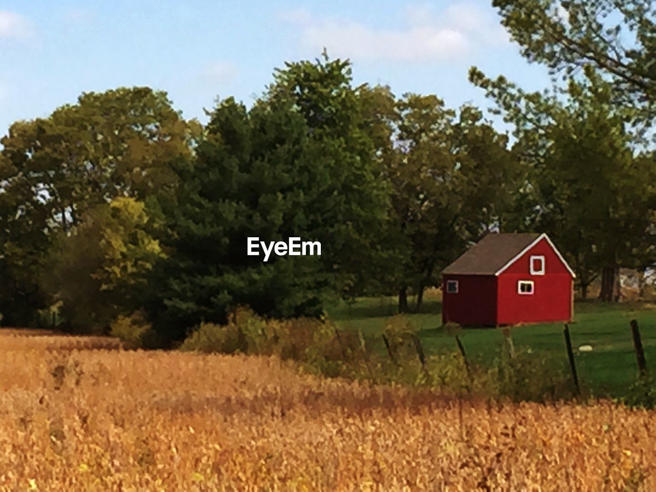 TREES ON FIELD