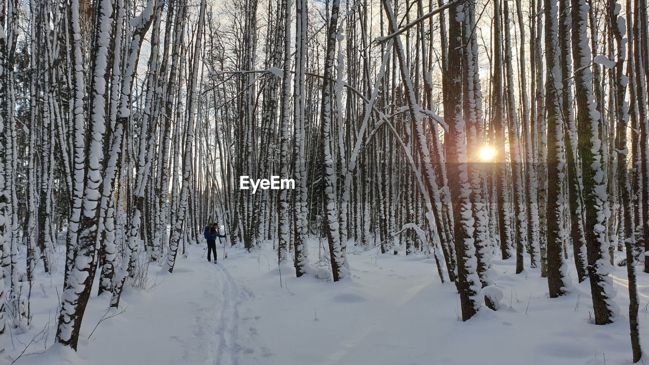 SCENIC VIEW OF SNOW COVERED FOREST