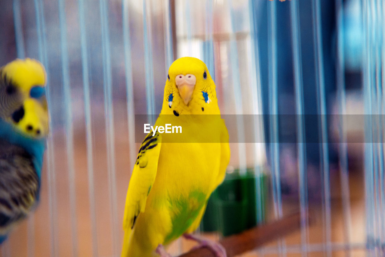 CLOSE-UP OF PARROT PERCHING ON CAGE