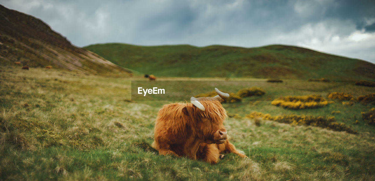 Moody panoramic view of resting highland cattle