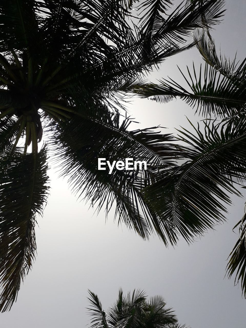 LOW ANGLE VIEW OF PALM TREES AGAINST SKY