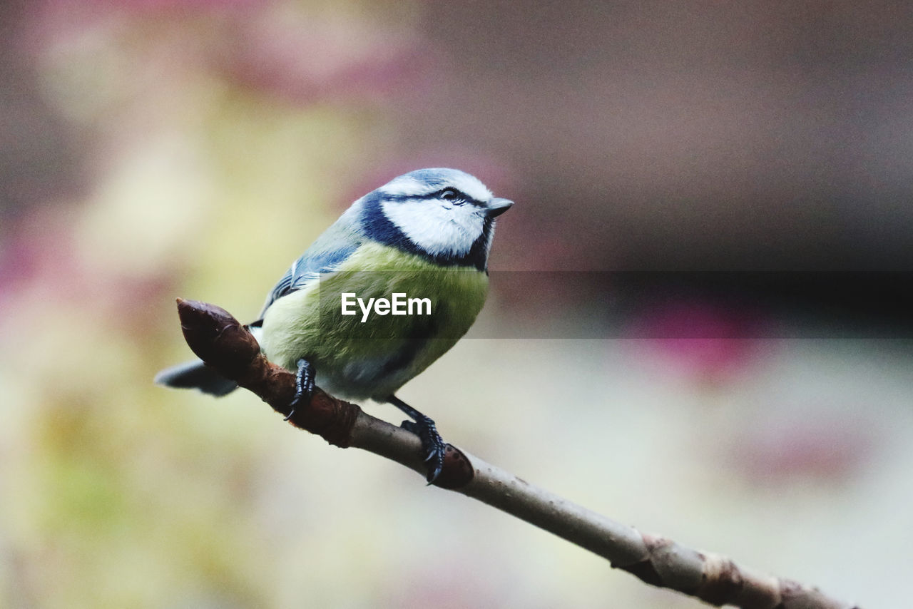 Close-up of bird perching on branch