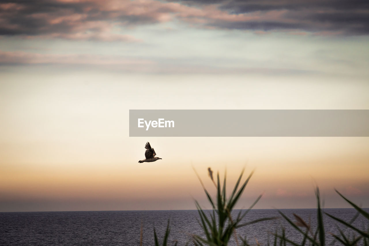 BIRD FLYING OVER SEA AGAINST SKY