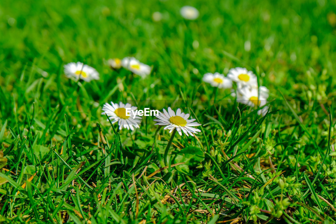 Close-up of white daisy flowers on field