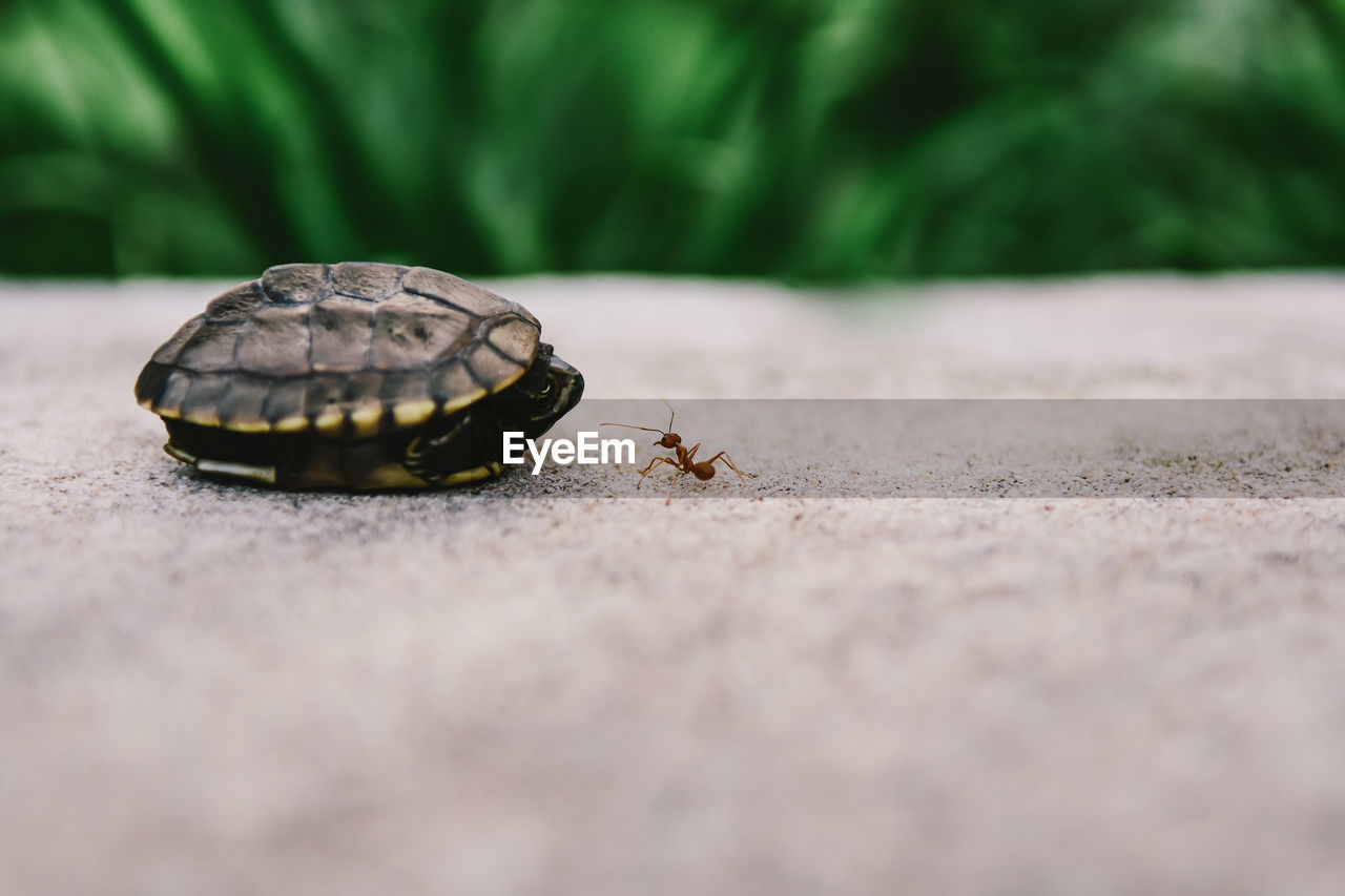 Close-up of tortoise with insect on road