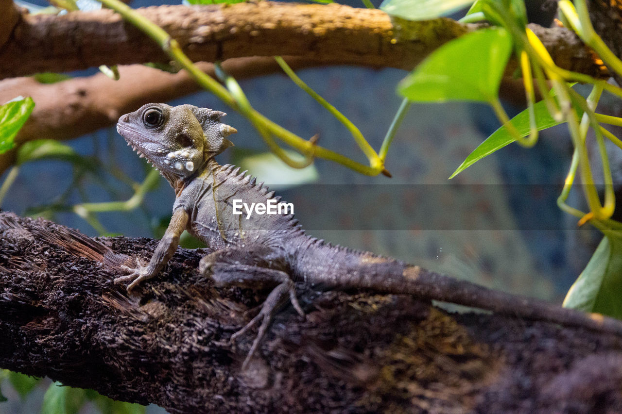 Side view of a reptile on branch