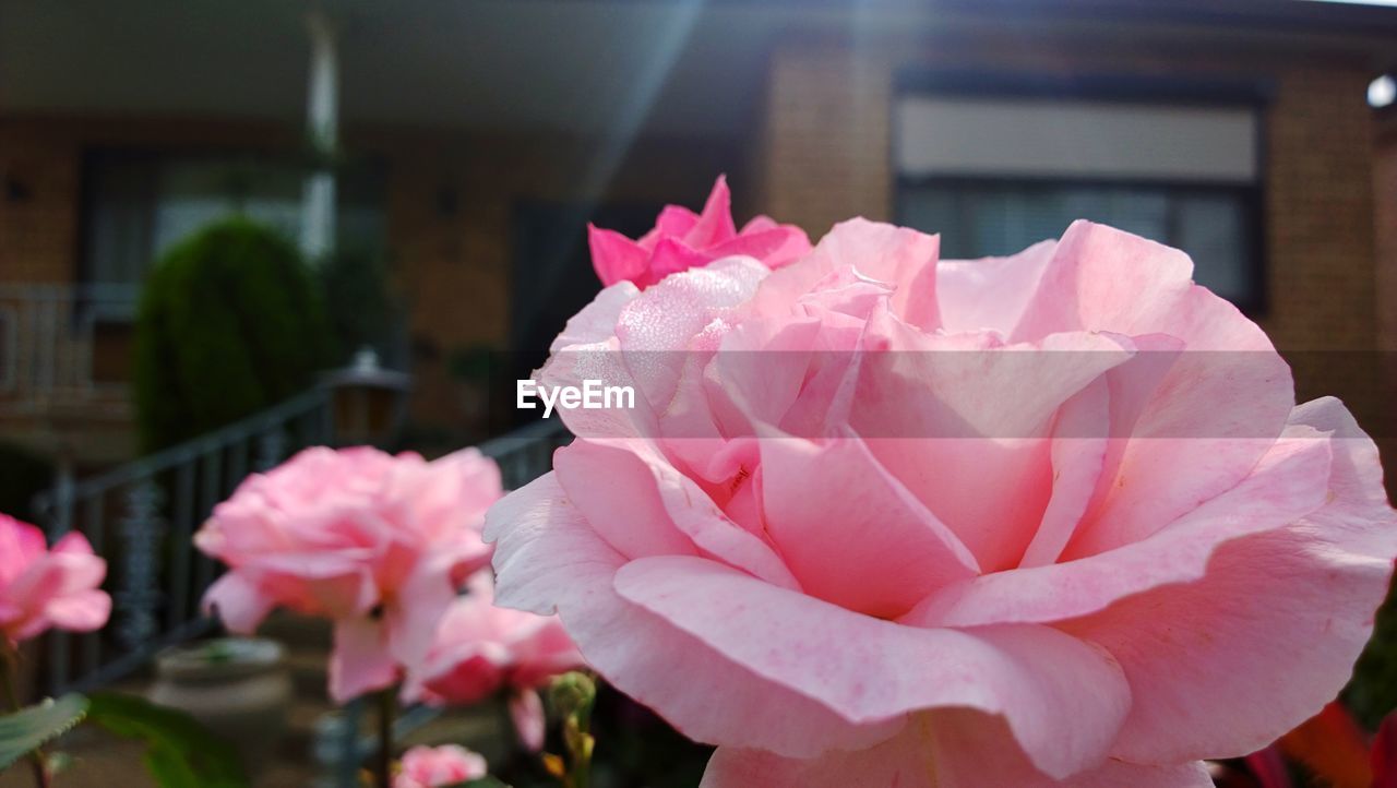 CLOSE-UP OF PINK ROSE BLOOMING OUTDOORS