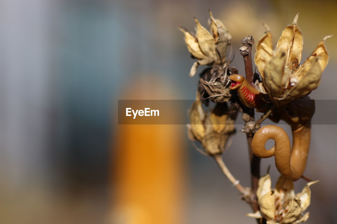 CLOSE-UP OF WILTED PLANTS