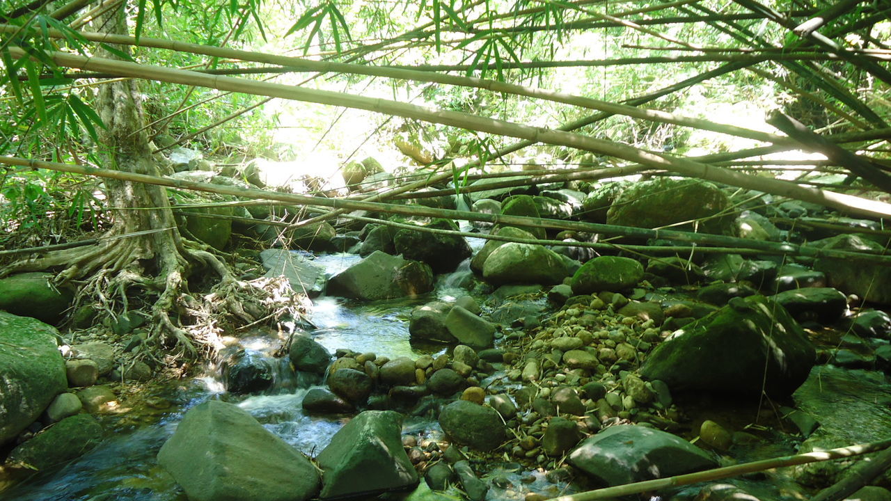 VIEW OF TREES IN FOREST