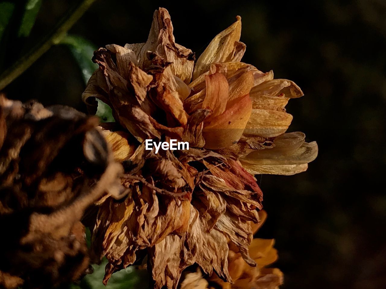 CLOSE-UP OF WILTED PLANT