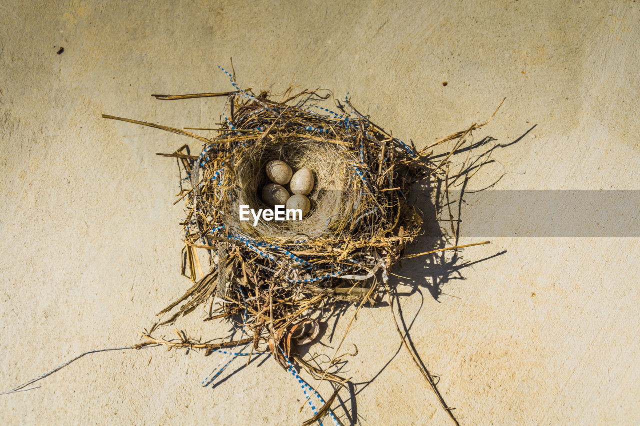 DIRECTLY ABOVE VIEW OF BIRD NEST