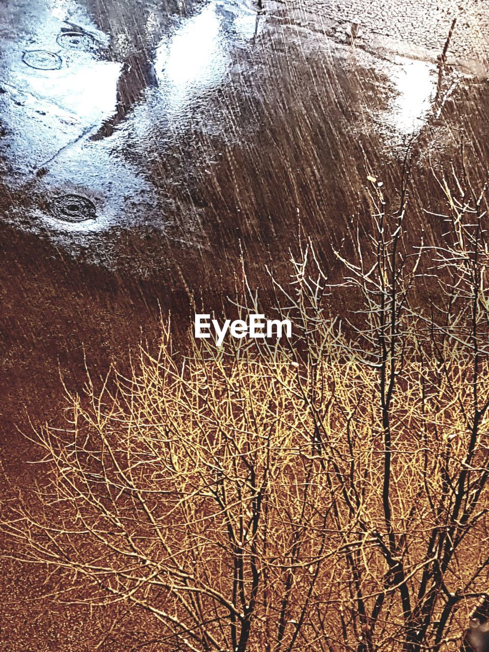 CLOSE-UP OF BARE TREE AGAINST THE SKY