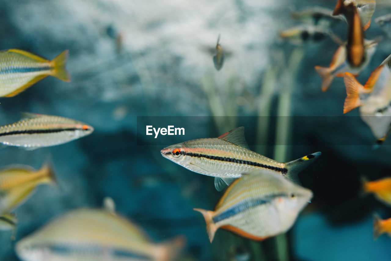Side view of colorful small flock of different rainbowfish underwater on blurred background