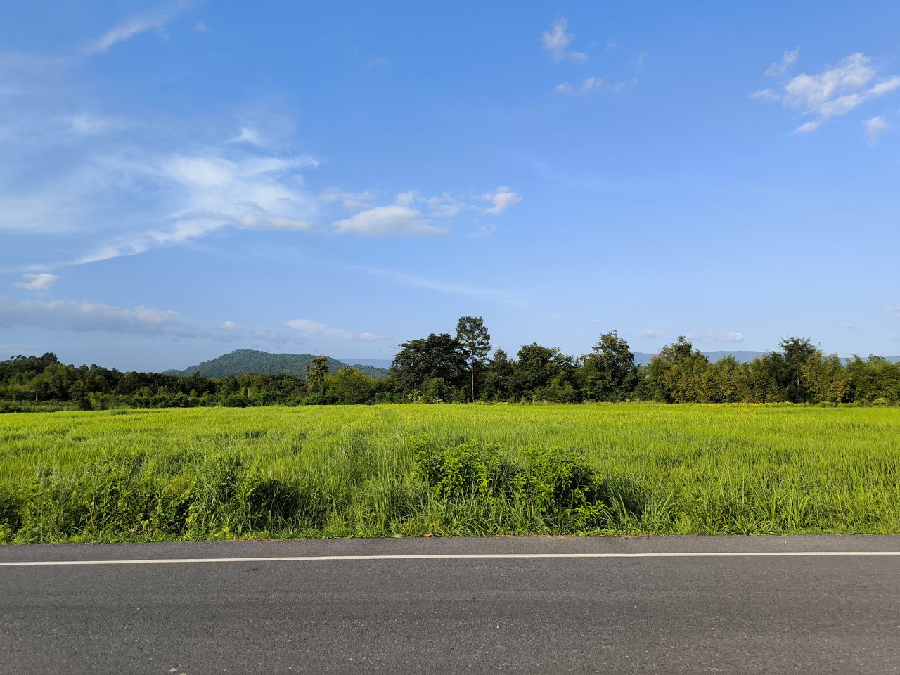 plant, sky, horizon, landscape, tree, road, environment, grass, cloud, land, nature, field, no people, rural scene, plain, scenics - nature, green, beauty in nature, transportation, blue, rural area, tranquility, agriculture, day, hill, growth, outdoors, tranquil scene, highway, prairie, non-urban scene, grassland, travel, crop, natural environment