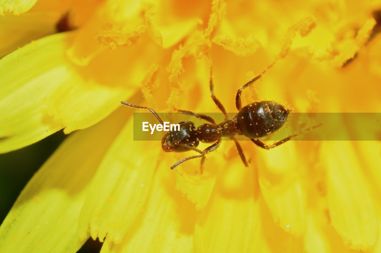 CLOSE-UP OF SPIDER ON FLOWER