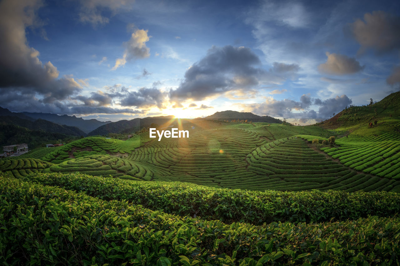 Scenic view of agricultural field against sky