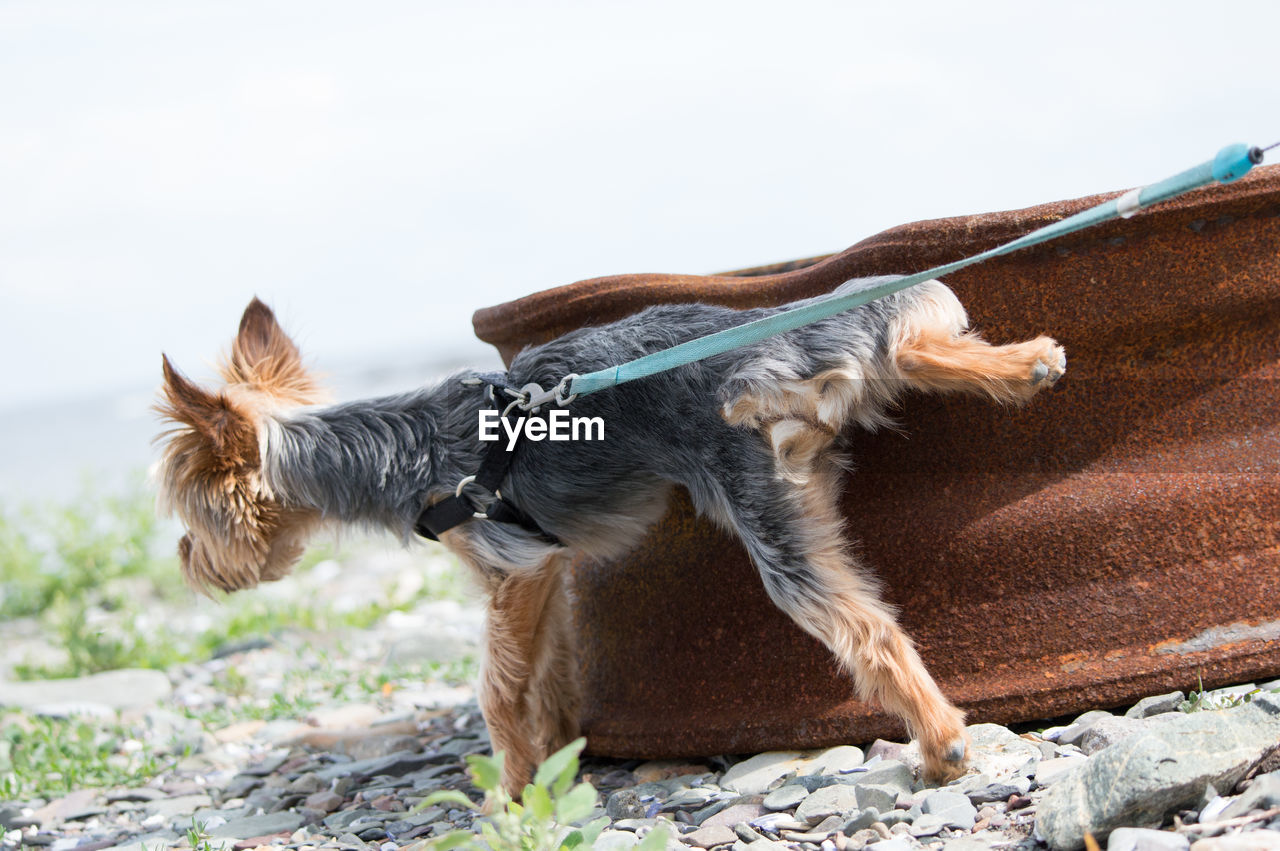 Close-up of dog against sky