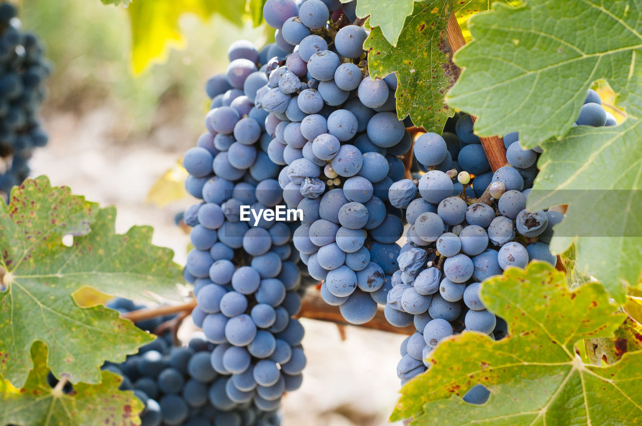 Close-up of grapes growing in vineyard