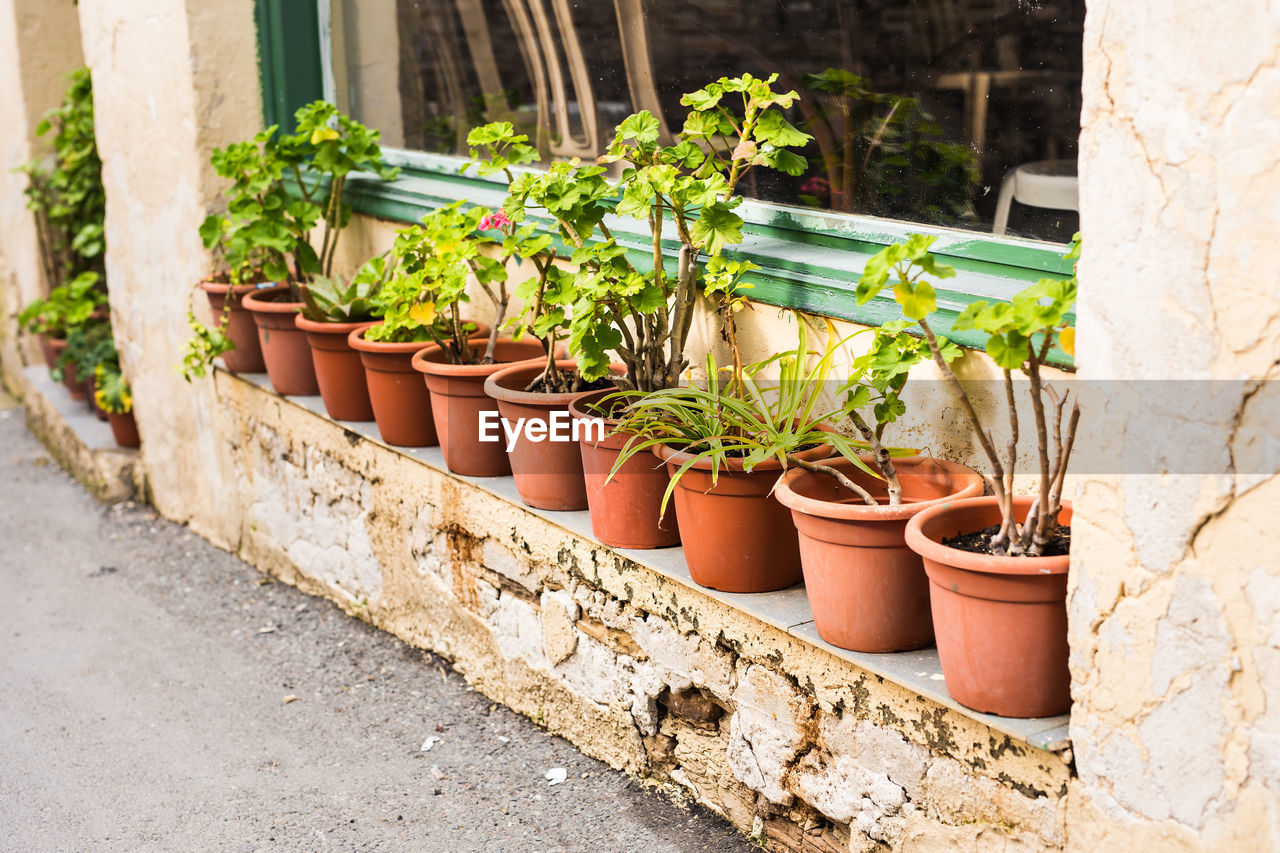 POTTED PLANT AGAINST WALL