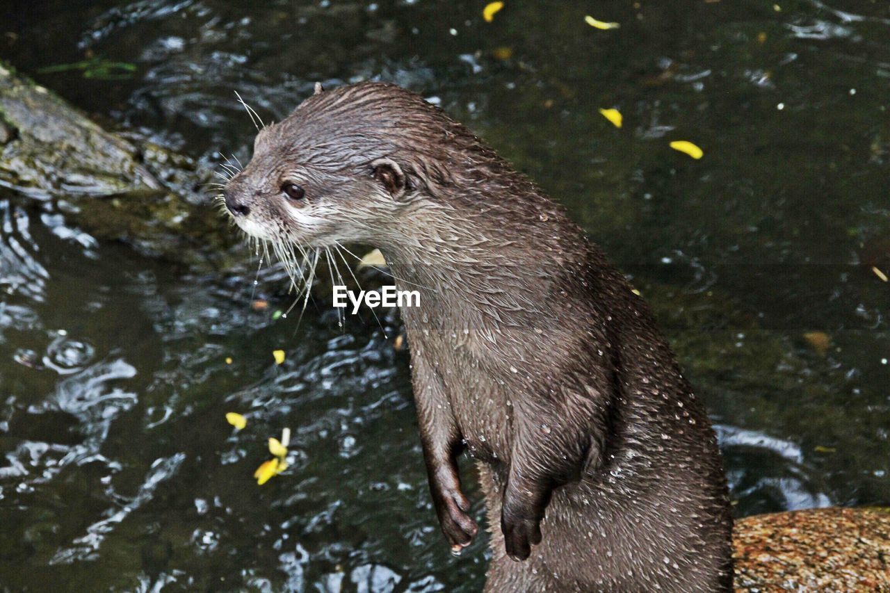 CLOSE-UP OF WATER SWIMMING IN RIVER