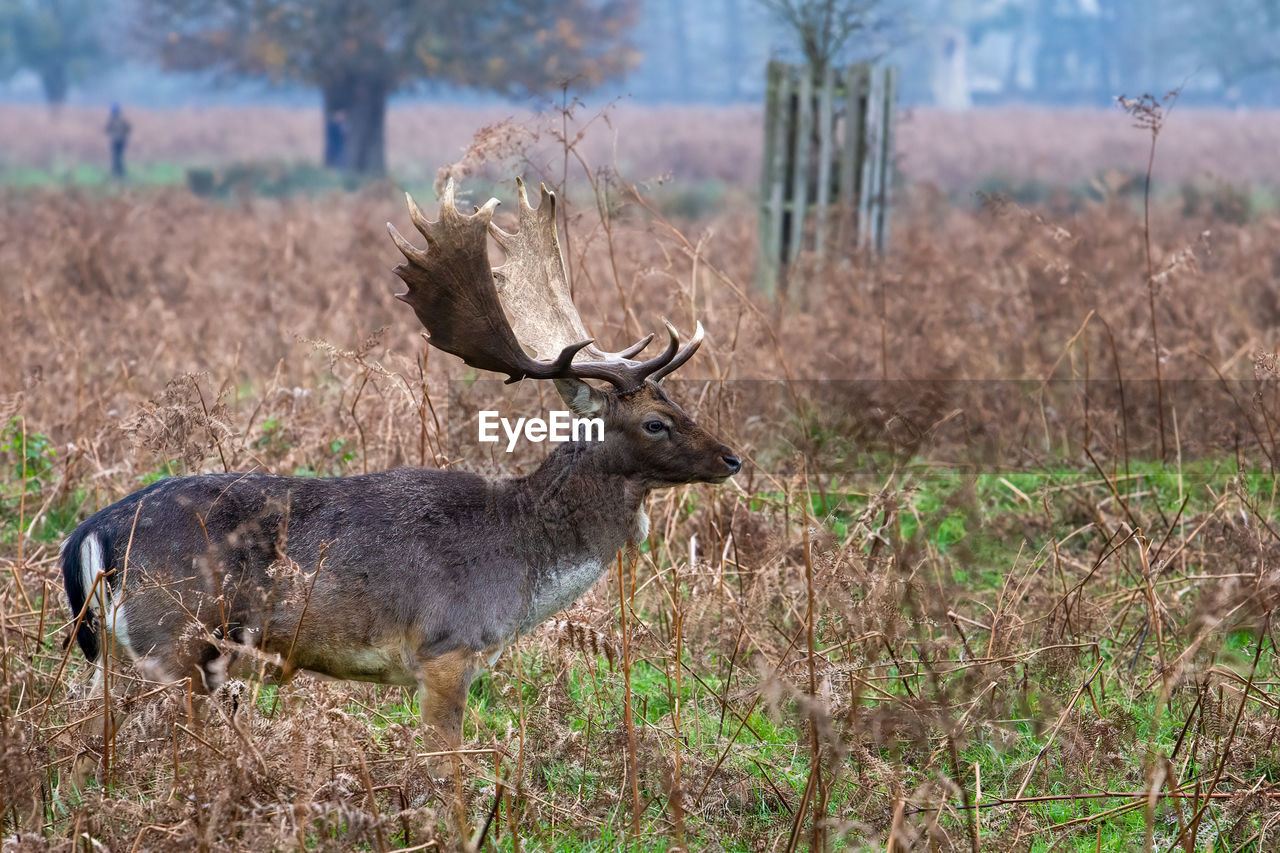 Young fallow buck deer in london during autumn season