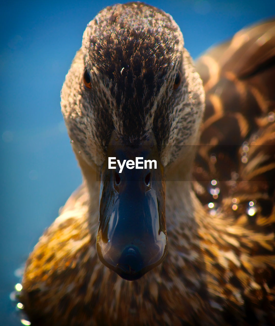 Close-up of a duck's head