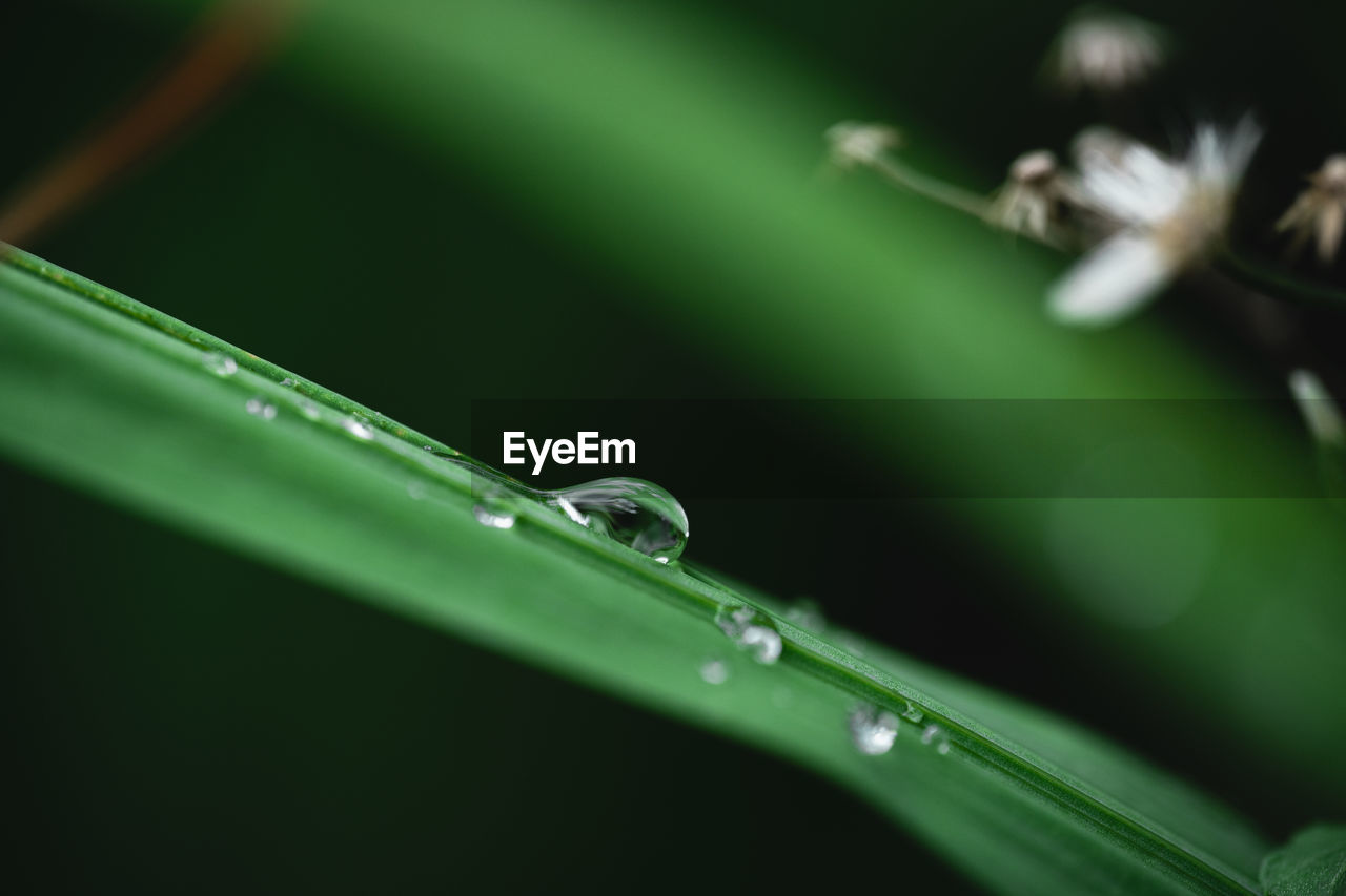 Close-up of water drops on blade of grass