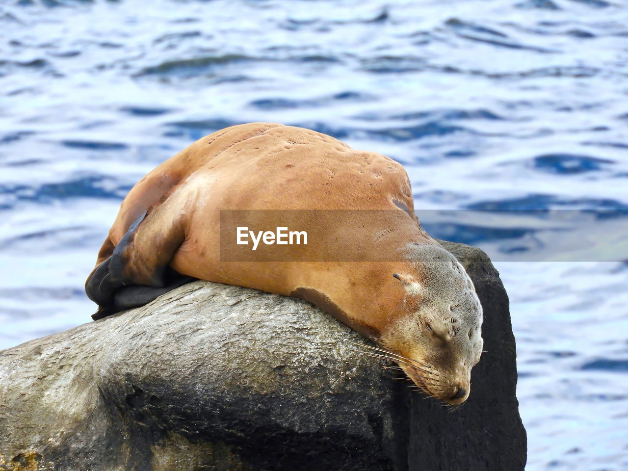 CLOSE-UP OF SEA LION ON SHORE AGAINST CALM WATER
