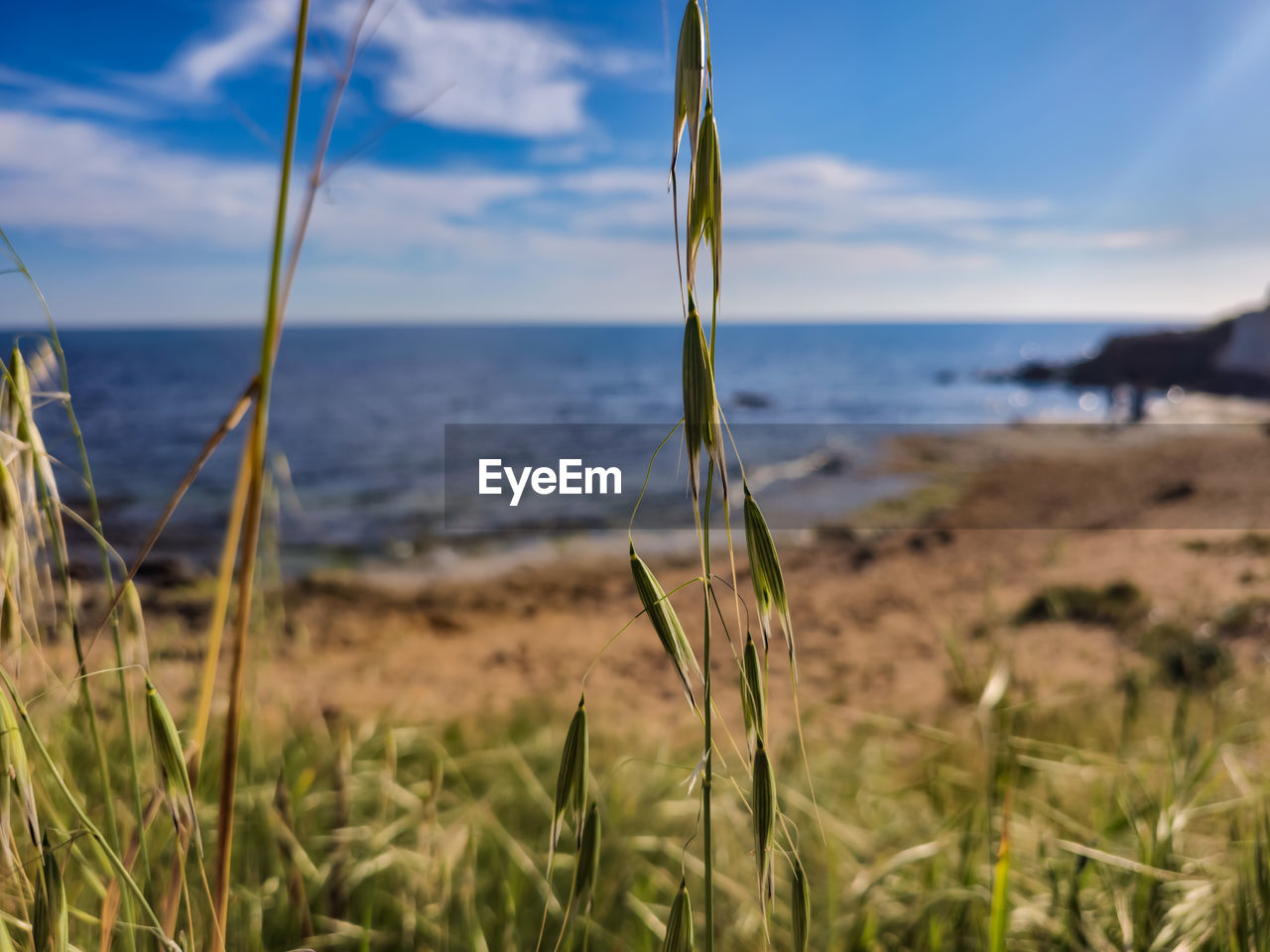 sky, land, sea, water, plant, grass, nature, beauty in nature, beach, tranquility, scenics - nature, horizon, cloud, tranquil scene, horizon over water, no people, coast, sunlight, shore, day, natural environment, focus on foreground, growth, outdoors, wind, ocean, landscape, morning, non-urban scene, idyllic, marram grass, field, prairie