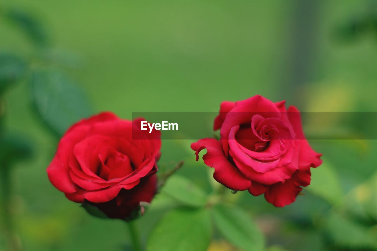 Close-up of pink rose