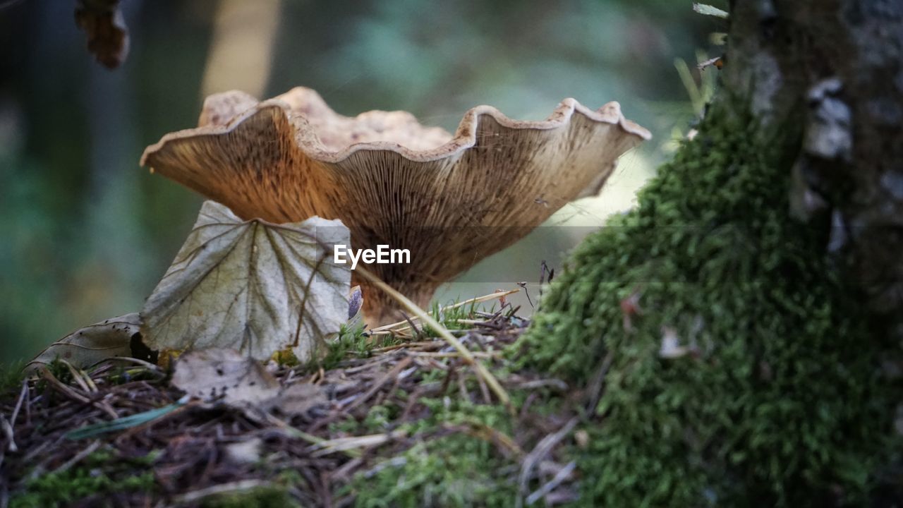 CLOSE-UP OF MUSHROOMS GROWING ON PLANT