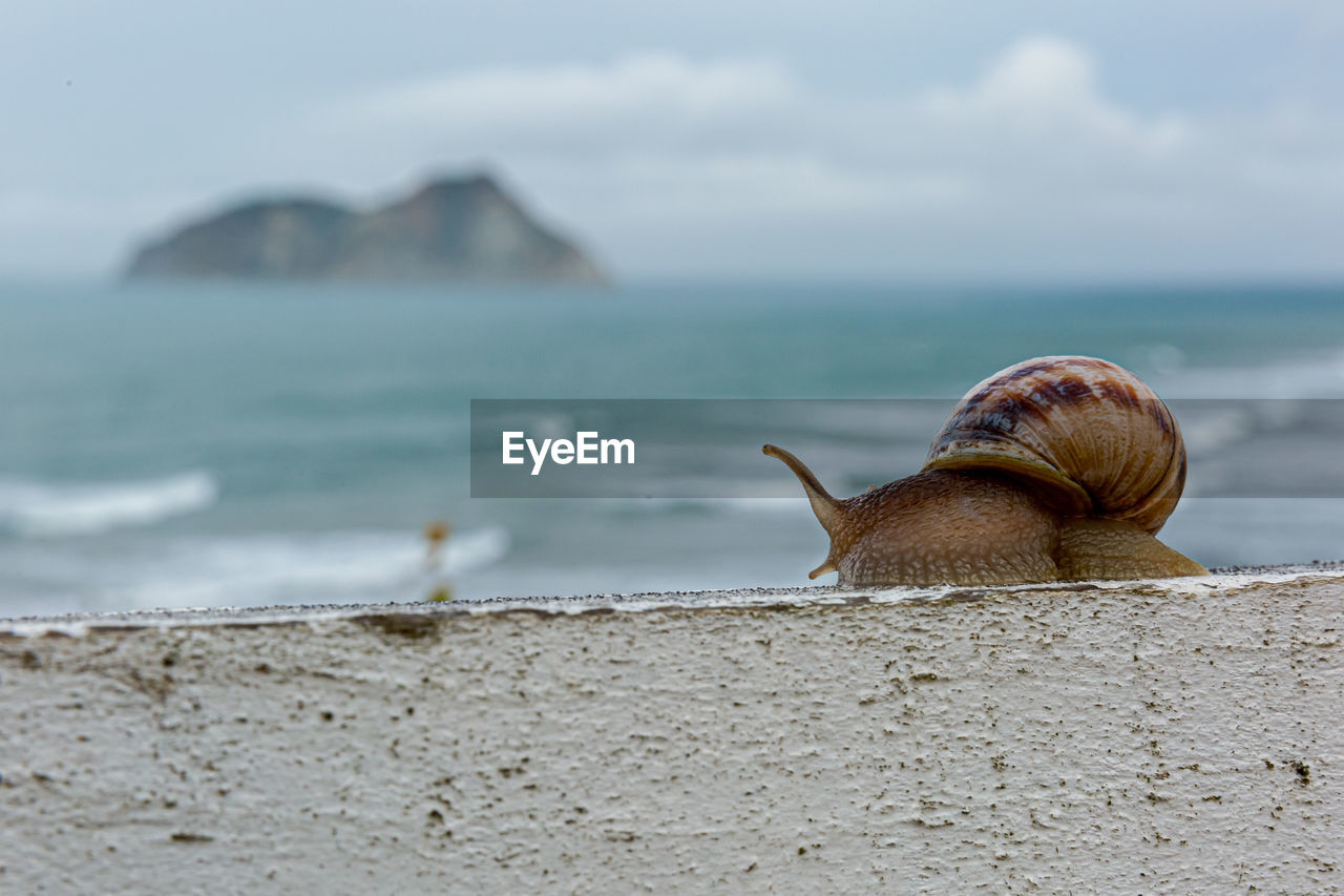 A photo of a garden snail on a white wooden board against the background of the sea