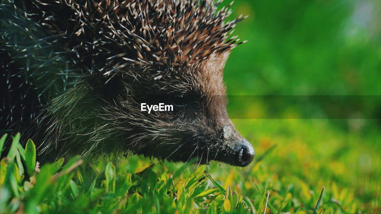 Close-up of hedgehog on grassy field