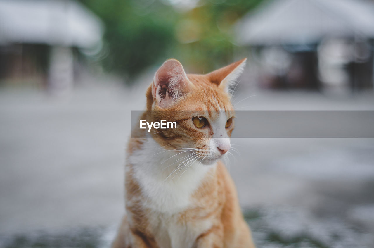 Close-up of a cat looking away