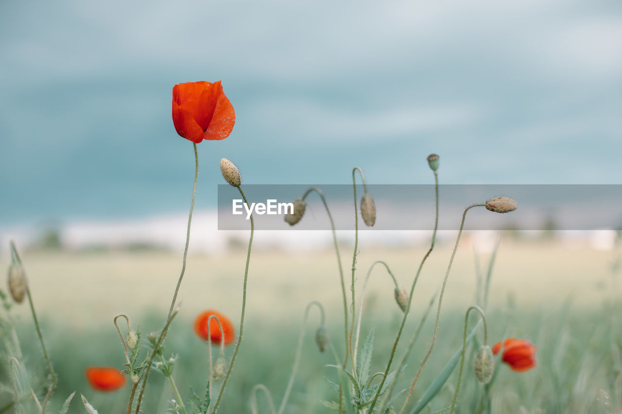 CLOSE-UP OF POPPY ON FIELD