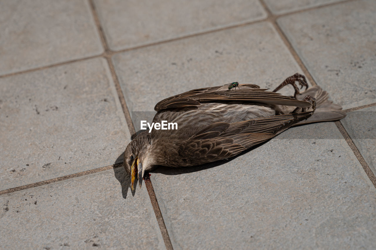 A dead bird 