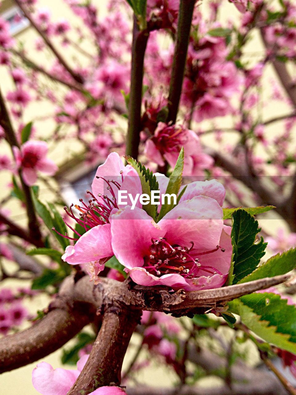 Close-up of pink flower