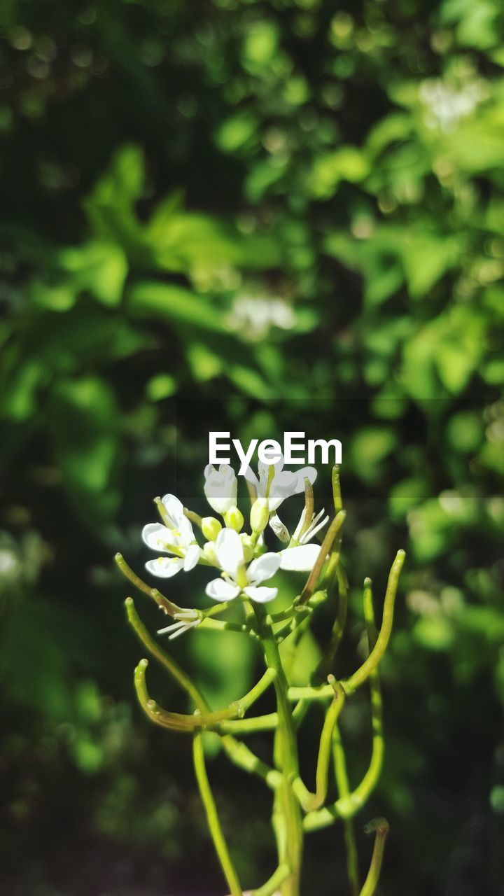 CLOSE UP OF WHITE FLOWERING PLANT