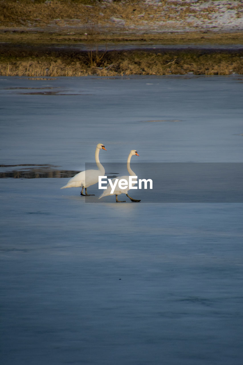 HIGH ANGLE VIEW OF BIRD PERCHING ON WATER