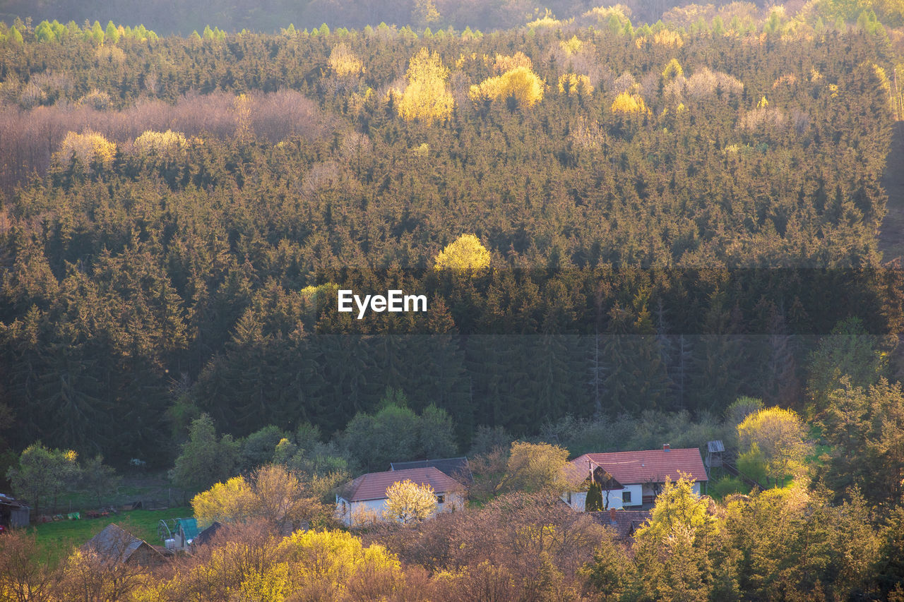 View of pine trees in forest during autumn