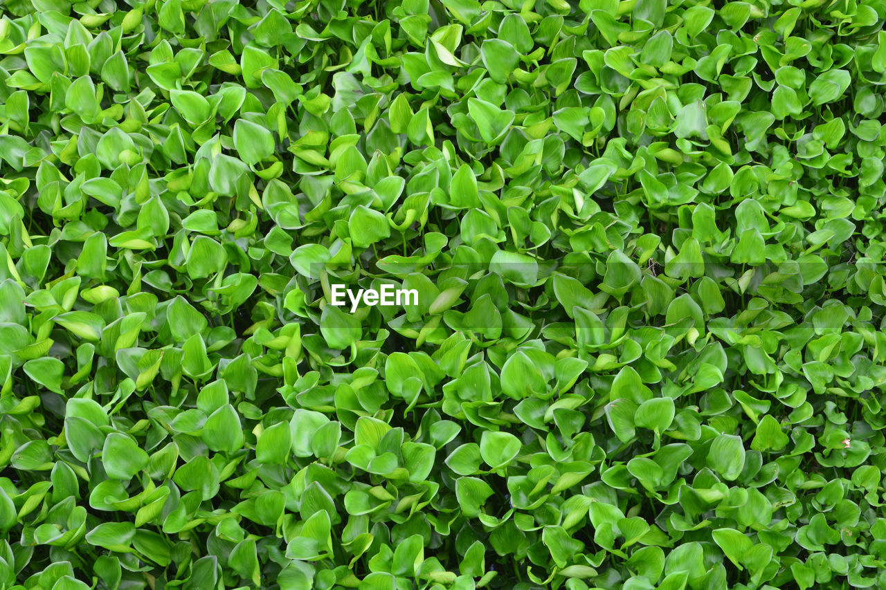 HIGH ANGLE VIEW OF LEAVES