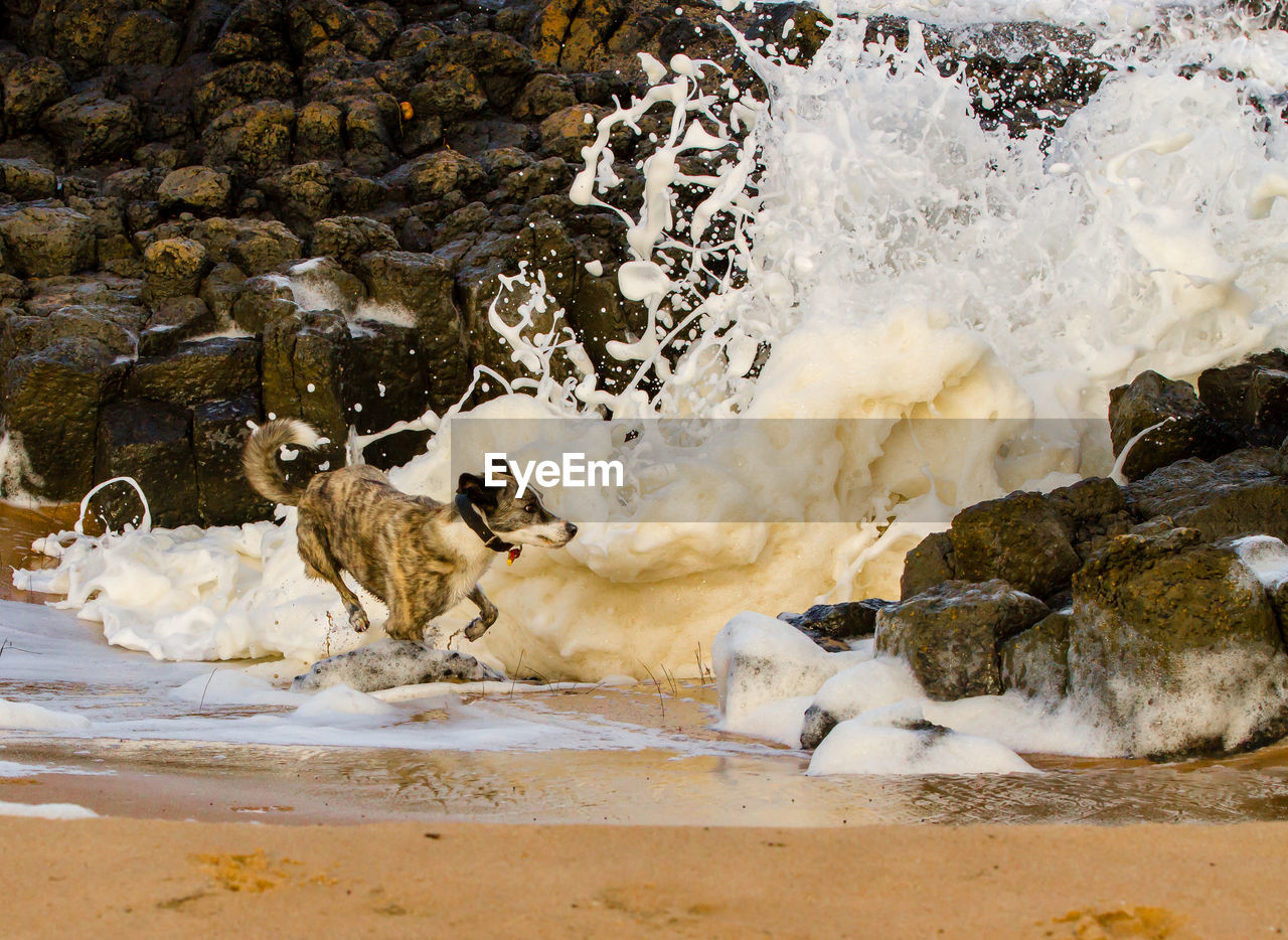 Dog running while waves splashing on rocks at beach