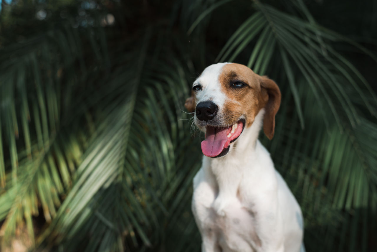 DOG LOOKING AWAY IN A PARK